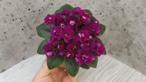 Фиалка Precious Red