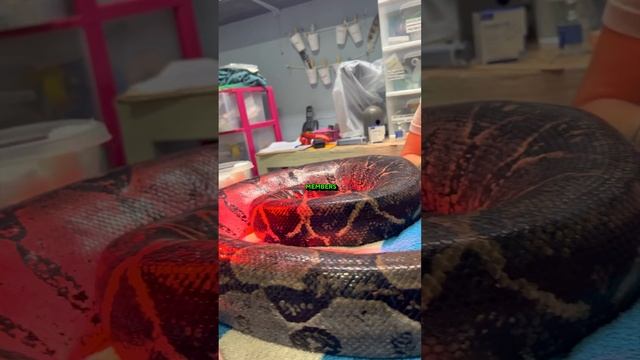 Boa Constrictors have a bad reputation