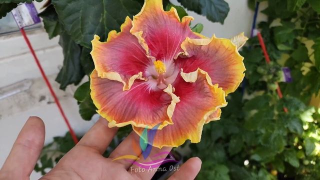 Night Runner  #Annaost #Гибискус #hibiscus #GeraGibis #герагибис #цветымосква #Москва #моицветы