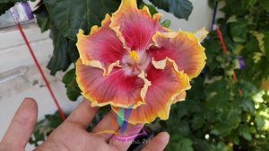 Night Runner  #Annaost #Гибискус #hibiscus #GeraGibis #герагибис #цветымосква #Москва #моицветы