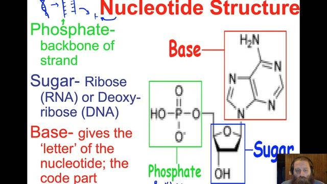 25 DNA and DNA Replication