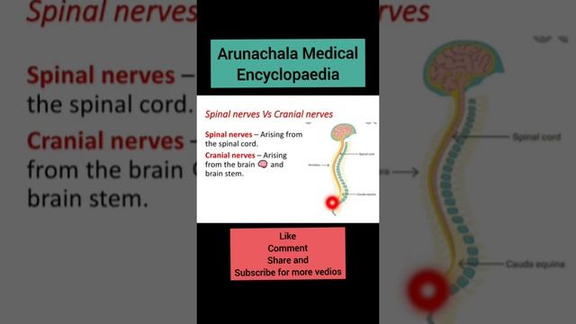 Spinal nerves VS Cranial nerves смотреть онлайн