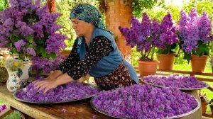 Сбор Весенней Сирени и Сушка для Чая 🌿