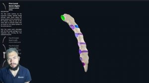 Анатомия Грудины. Урок 6