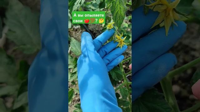 Опыление очень важно 💯для 🍅, особенно когда t°за 40 🔥🔥. #дача #огород #садовод #помидоры смотреть онлайн