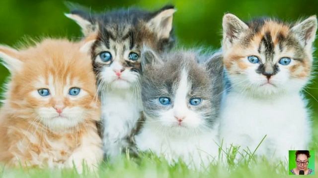 - Жениться, вы в своем уме? Я лучше еще одного кота себе заведу! – ответил кошатник смотреть онлайн