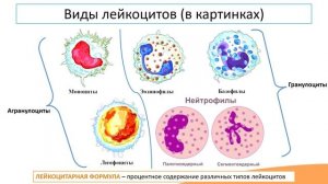 2.3. Лейкоциты