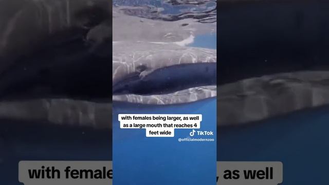 Whale Shark Ranking!  facts wildlife fish shark