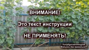 🍇 Опрыскал виноград и СЖЕГ ВСЕ ЯГОДЫ! Даже не думай так обрабатывать. Фалькон. Какая концентрация?