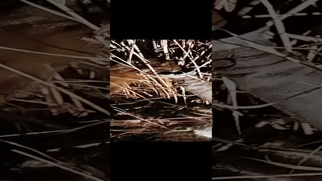 Воронежская обл г.Гоголя сразу