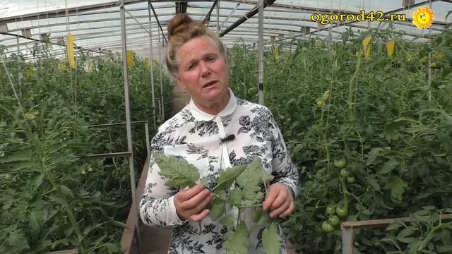 Как избавиться от бурых пятен на листьях томатов. Кладоспориоз не страшен!