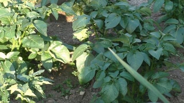 Важная летняя подкормка картофеля