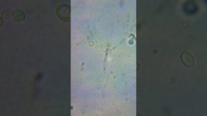 "Воруем" Bragman Whisky или как разводить и использовать дрожжи вечно. ( разброд, видео № 2)