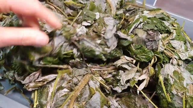 Ферментированный чай из листьев малины