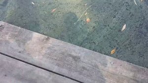 VLOG: СЕЛО БЕЛОГОРОДКА