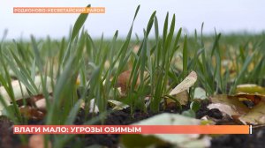 Влаги мало: угроза посевам озимой пшеницы