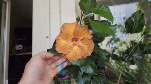 Golden Cappuccino #Российскаяселекция #Гибискус #hibiscus #GeraGibis #герагибис #цветымосква