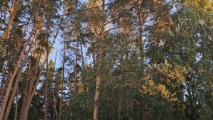 ПЛАНЕТАРНЫЕ ЧАСЫ. ВЕДЬМИНА ИЗБА. ️ ИНГА ХОСРОЕВА.