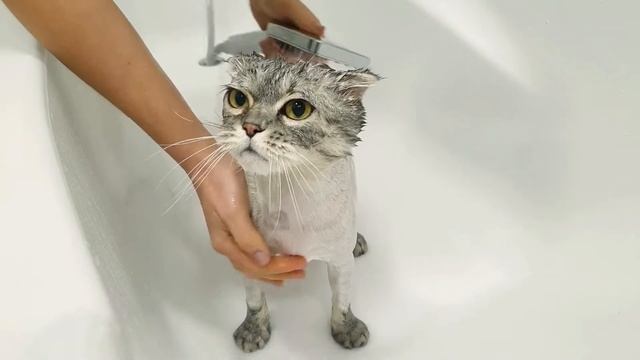 🐟🐱The Shocking Truth: Inside a Cat's Mind during a Bath #catvideo  #catlovers #catsound