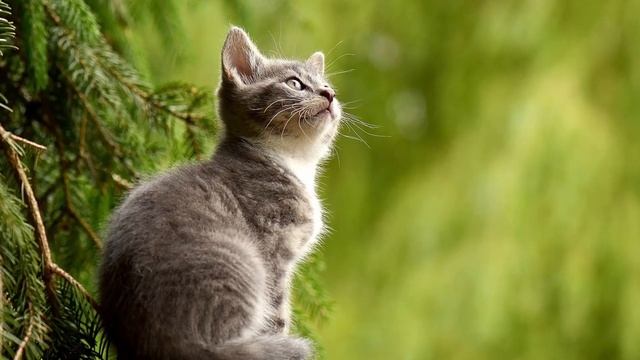 Самосовершенствуйся и Развивайся | Цитаты, которые Вдохновляют и Мотивируют смотреть онлайн