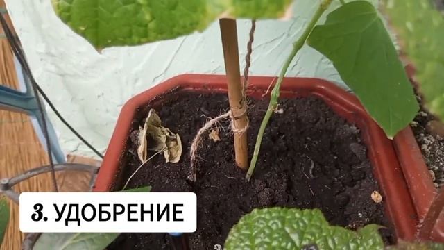 Почему на огурцах желтею и отпадают завязи