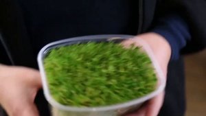 Мох сфагнум. Полезные свойства для других растений. Размножение. Цена