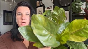 Гнездовой антуриум. Рубрика особенности сорта