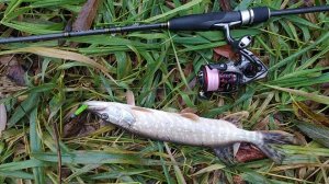 Джиговая прогулка по домашней микро-речке, 26 октября 2024 года