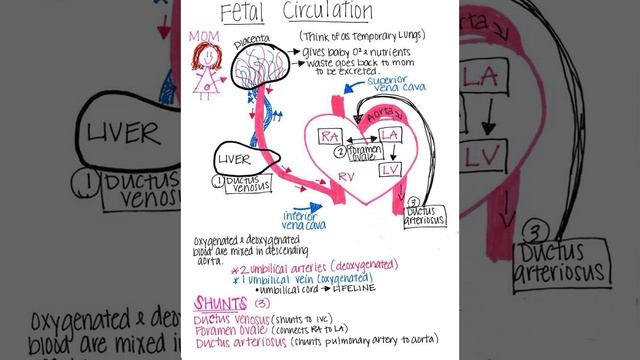 Fetal circulation