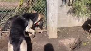 Собаки помощники | Собаки для охраны дома | Собаки для души | ВЕО овчарки .