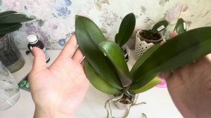 Про удобрение HB-101. Применение HB-101 для #орхидеи🍃Последняя весенняя посылка из Азии с #orchid