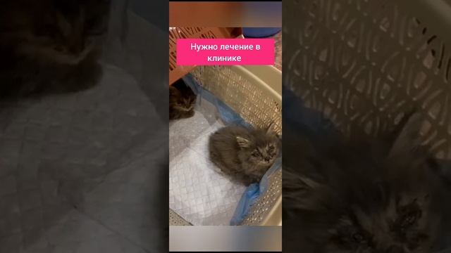 Котята и мама выживали в котловане.. Мы спасли их, теперь ищем дом