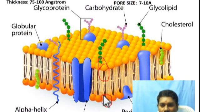 Fluid Mosaic Model of Plasmamembrane - Singer & Nicholson's model