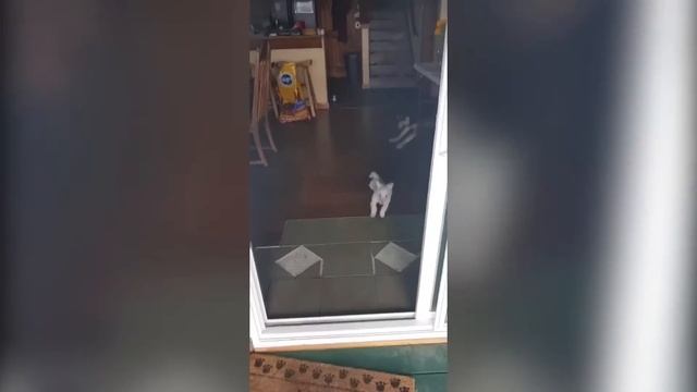 ЗАСМЕЯЛСЯ ПОДПИСАЛСЯ|ЛУЧШИЕ ПРИКОЛЫ 2021|ТЕСТ НА ПСИХИКУ №17 смотреть онлайн