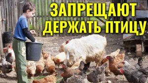 Запрещают держать кур и другую птицу. Бьём тревогу или не всё так плохо #сезонконтентаRUTUBE