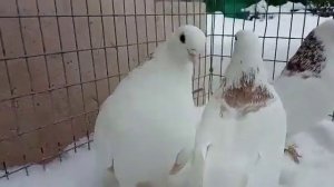 Ижевские пестрогривые Бакирова Раиля