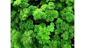 Петрушка кудрявая