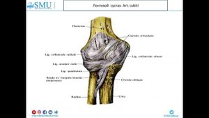 локтевой сустав