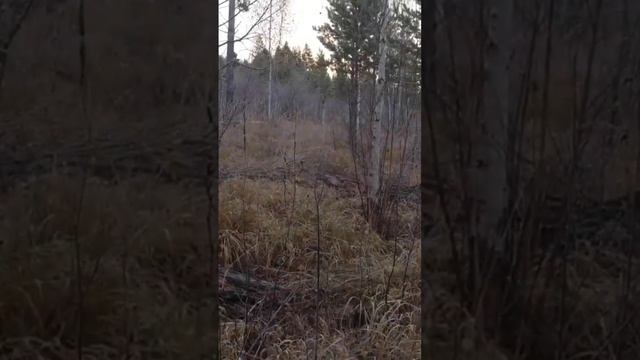 РЁВ ИЗЮБРА