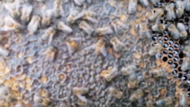 Карпатские пчёлы. Линии 52.1 и 1.121 смотреть онлайн