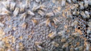 Карпатские пчёлы. Линии 52.1 и 1.121