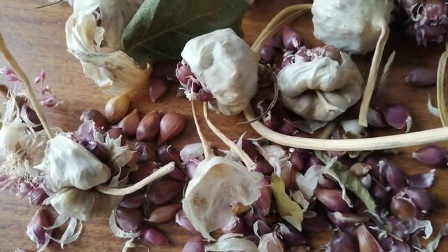 Севок чеснока из стрелок порадует весной витаминами.