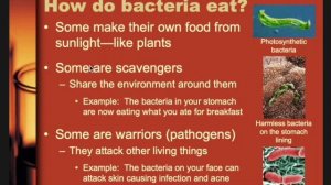 SciPierce: Intro to Bacteria   SD 480p