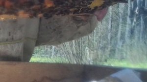 Моё пчеловодство в Удмуртии.