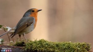 ВОССТАНОВЛЕНИЕ НЕРВНОЙ СИСТЕМЫ! Очень Красивая Мощная Музыка для души! Зимняя соната! Падал снегсне