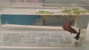 Рыбки Петушки. Размножение. #relax #bettafish