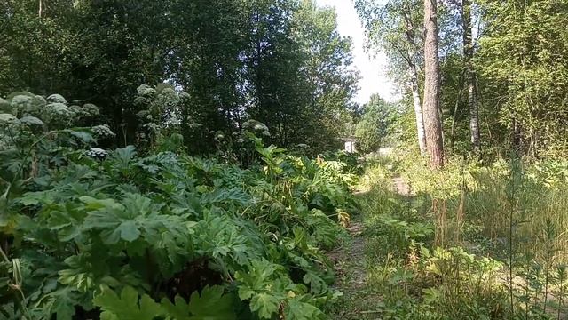 сезон цветения борщевика