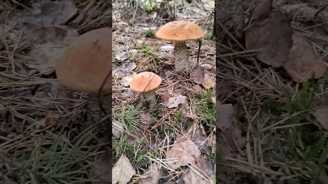 ЧУДО Прячется смотреть онлайн