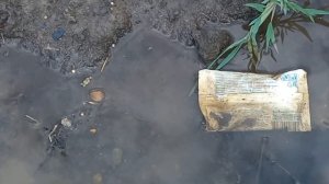 НЕУДАЧНАЯ ловля / Ловля ящериц