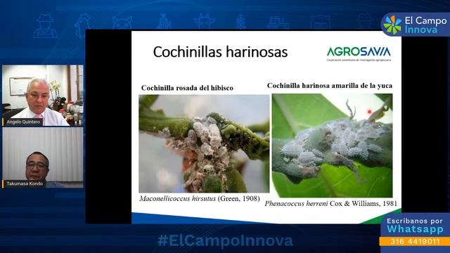 Las escamas: Plagas de importancia económica смотреть онлайн